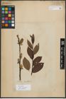 Foto von Salix phylicifolia L.